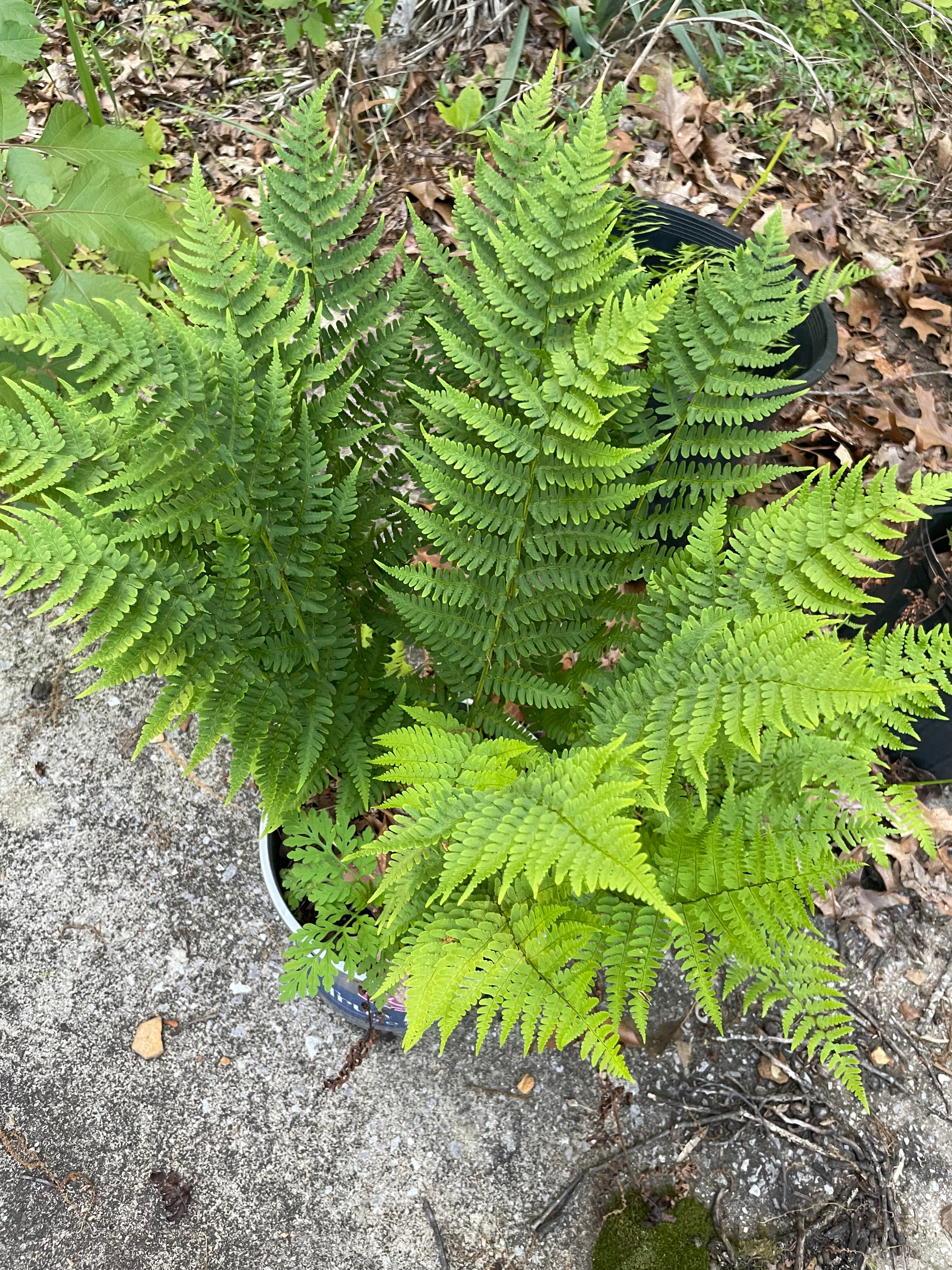 Leatherwood