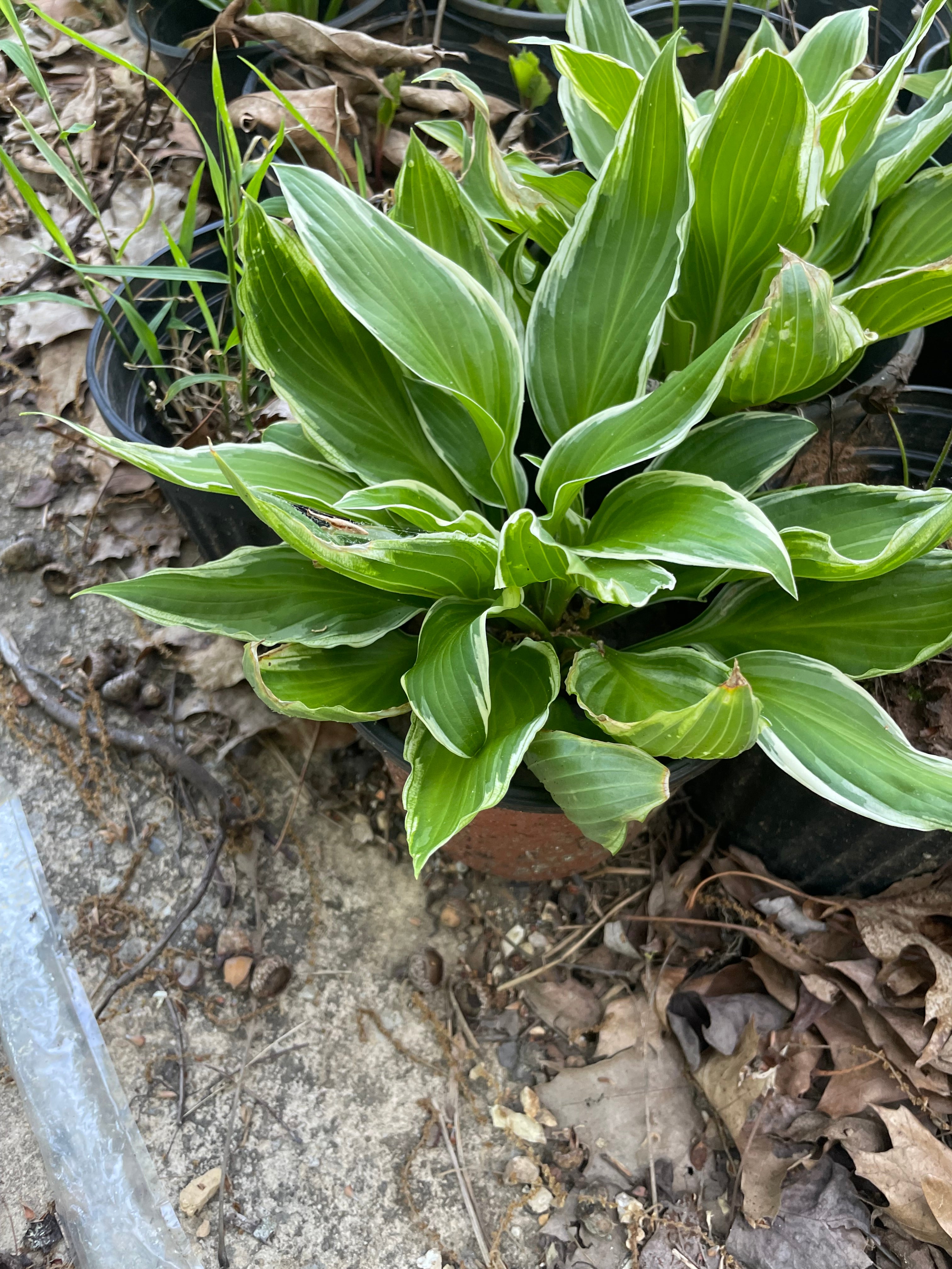 Hosta