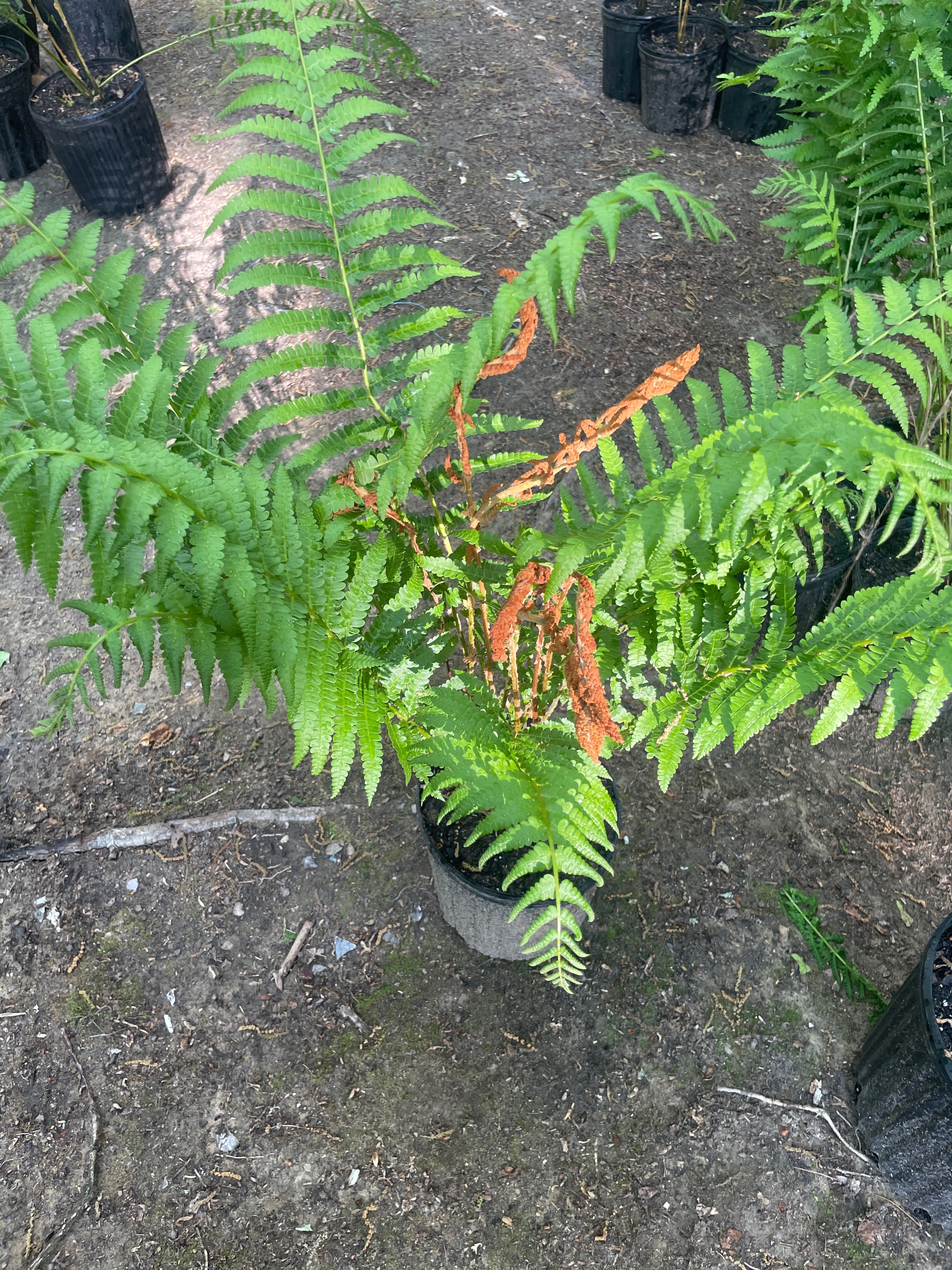 Cinnamon ferns