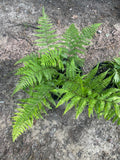 Lady ferns